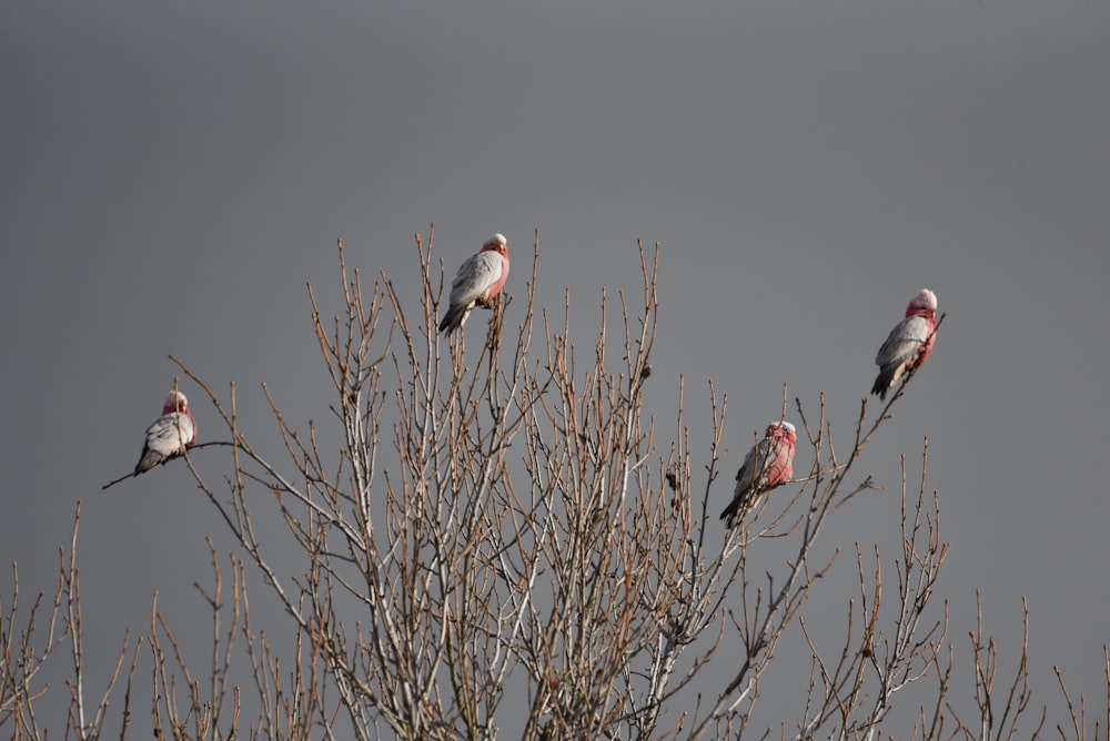 a group of birds sitting on top of a tree