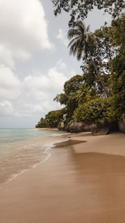 A serene beach scene with golden sand stretching along the coastline. Crystal clear turquoise water gently laps at the shore. Lush green palm trees and tropical foliage create a natural canopy along the edge of the beach. The sky is partly cloudy, adding a touch of brightness to the tranquil setting.