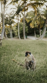 A monkey sits in a grassy area surrounded by palm trees, with a young monkey clinging to its front. The environment appears tropical with lush greenery and a relaxed atmosphere.