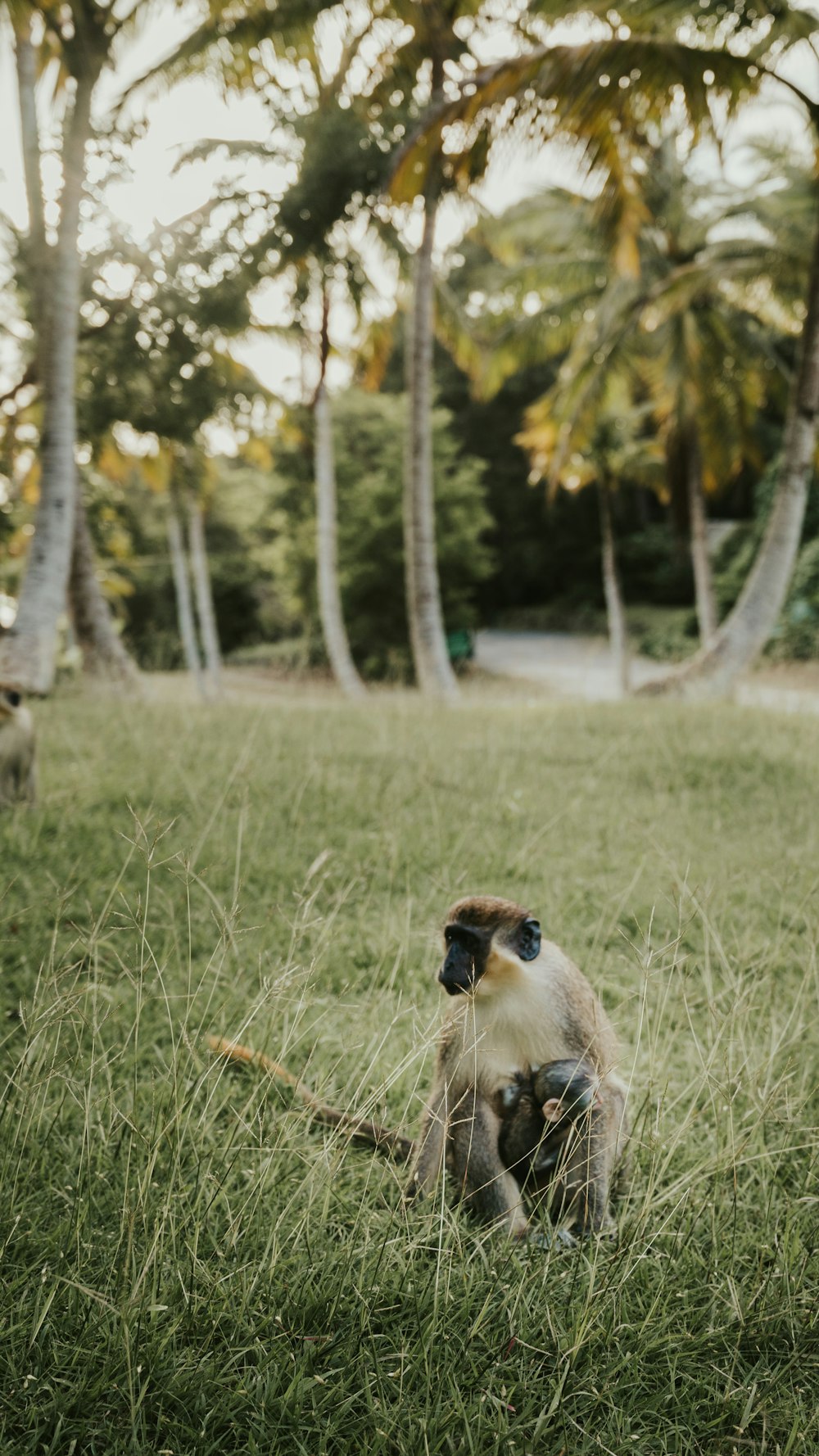 a monkey sitting in the middle of a grassy field