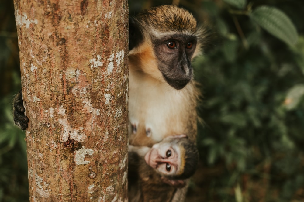 a monkey is holding on to a tree