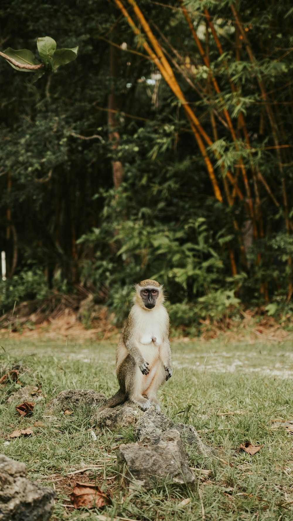 a monkey sitting on top of a lush green field