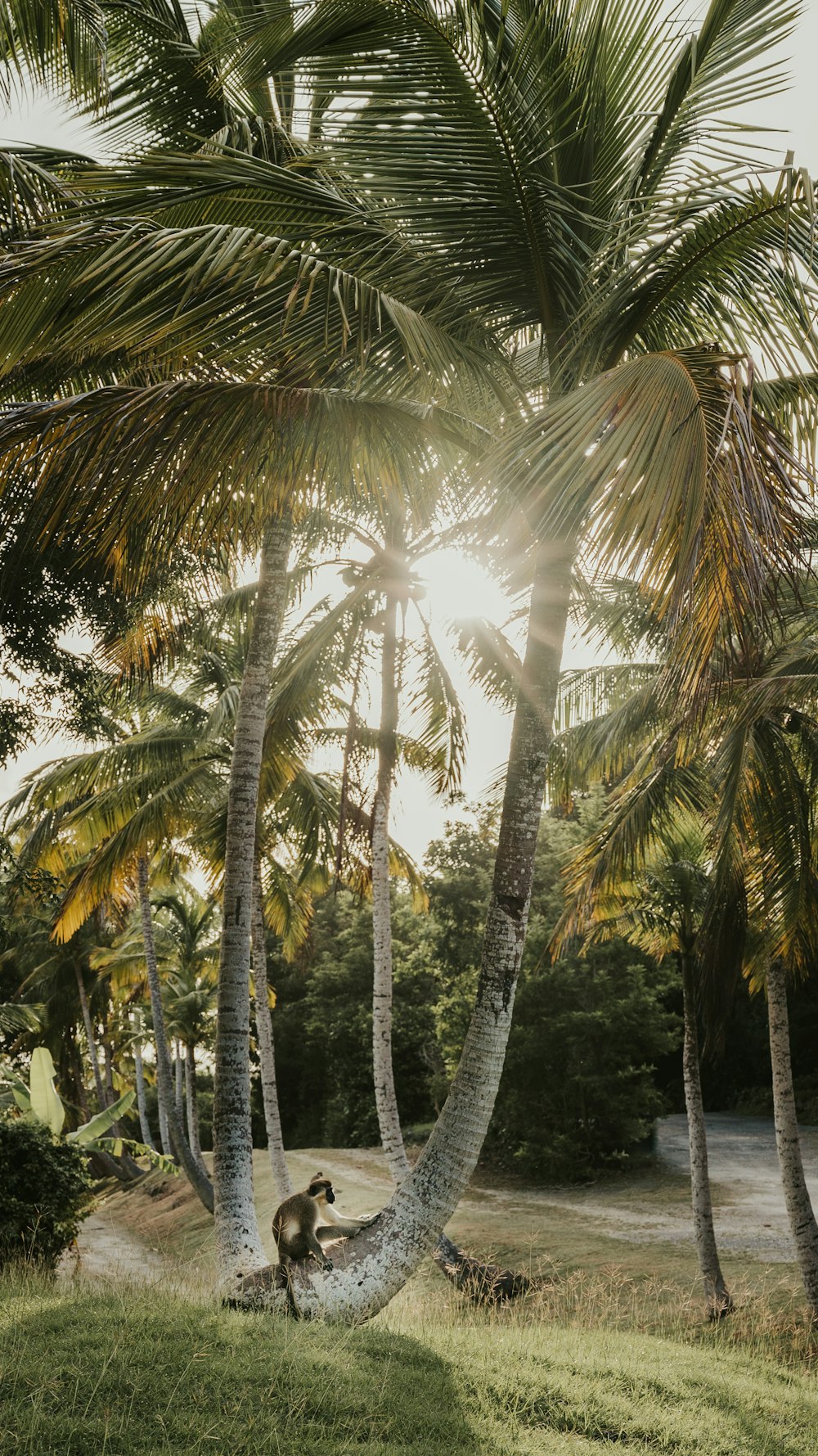 a monkey sitting on a palm tree in a field