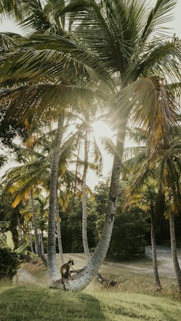 A lush tropical setting with tall palm trees casting shadows on a sunlit landscape. A monkey is perched on the base of a palm tree, adding to the natural and tranquil atmosphere.