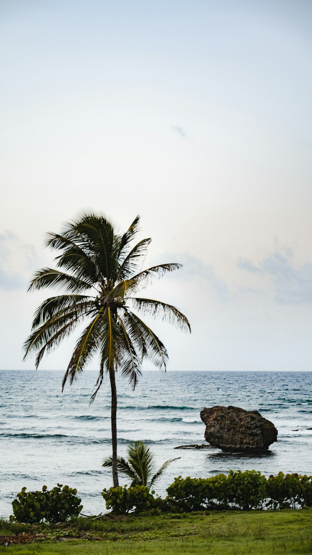 a lone palm tree on the shore of the ocean