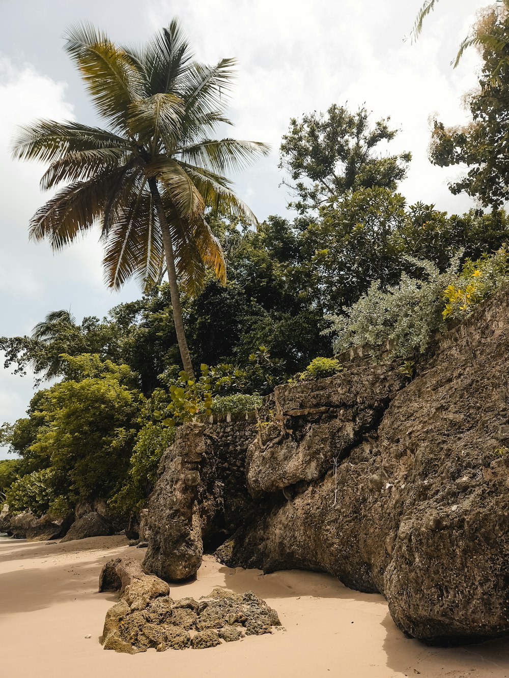 a palm tree sitting on top of a sandy beach