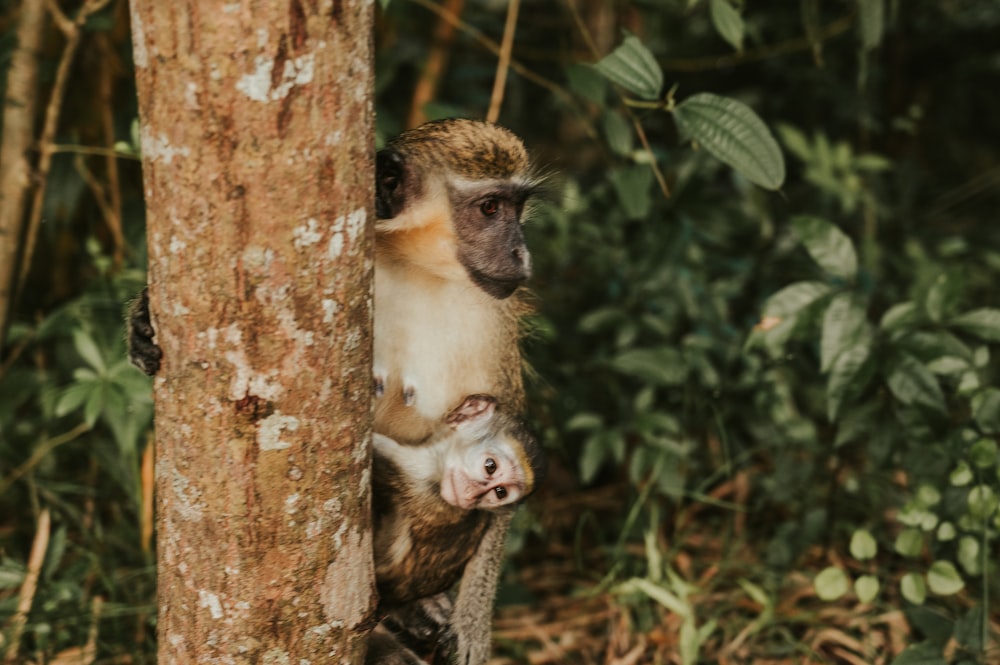 a monkey sitting on the side of a tree