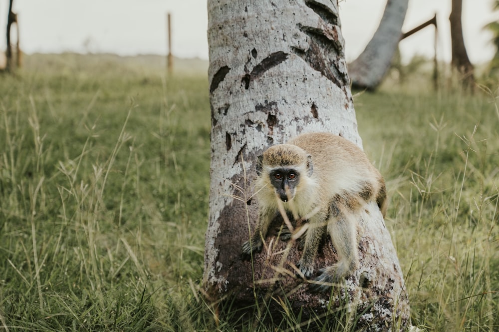 a monkey sitting on a tree trunk in the grass
