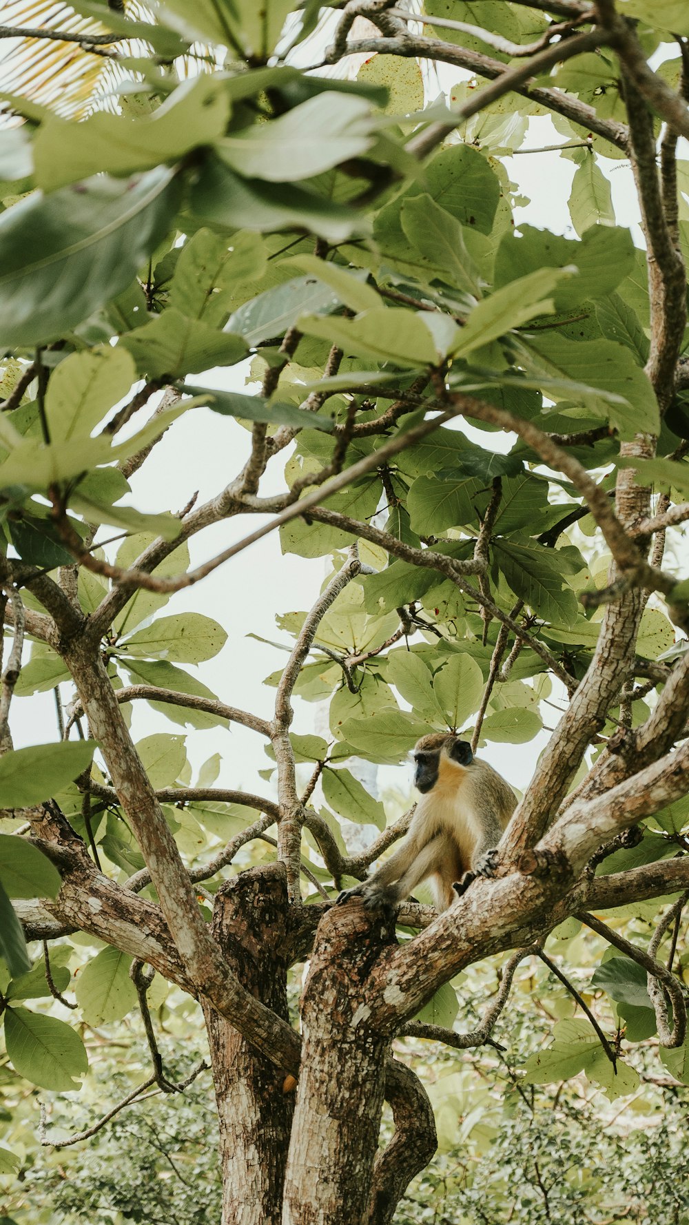 a monkey sitting on a tree branch in a forest