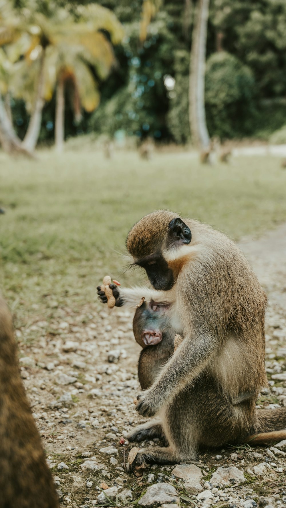 a monkey sitting on the ground next to another monkey