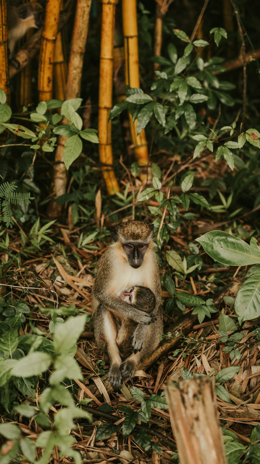 a monkey sitting in the middle of a forest