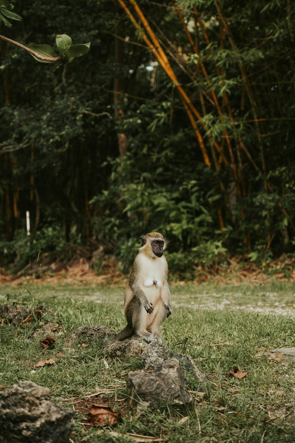 풀밭의 바위 위에 앉아 있는 원숭이