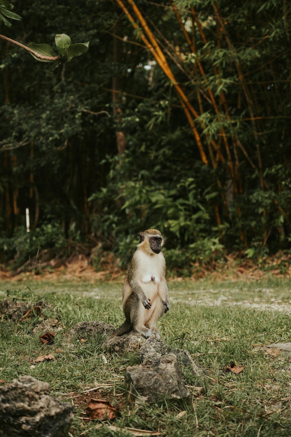 a monkey sitting on a rock in the grass