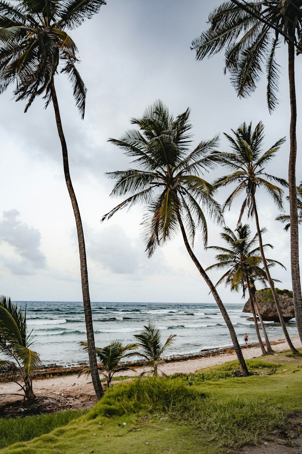 a couple of palm trees sitting on top of a lush green field