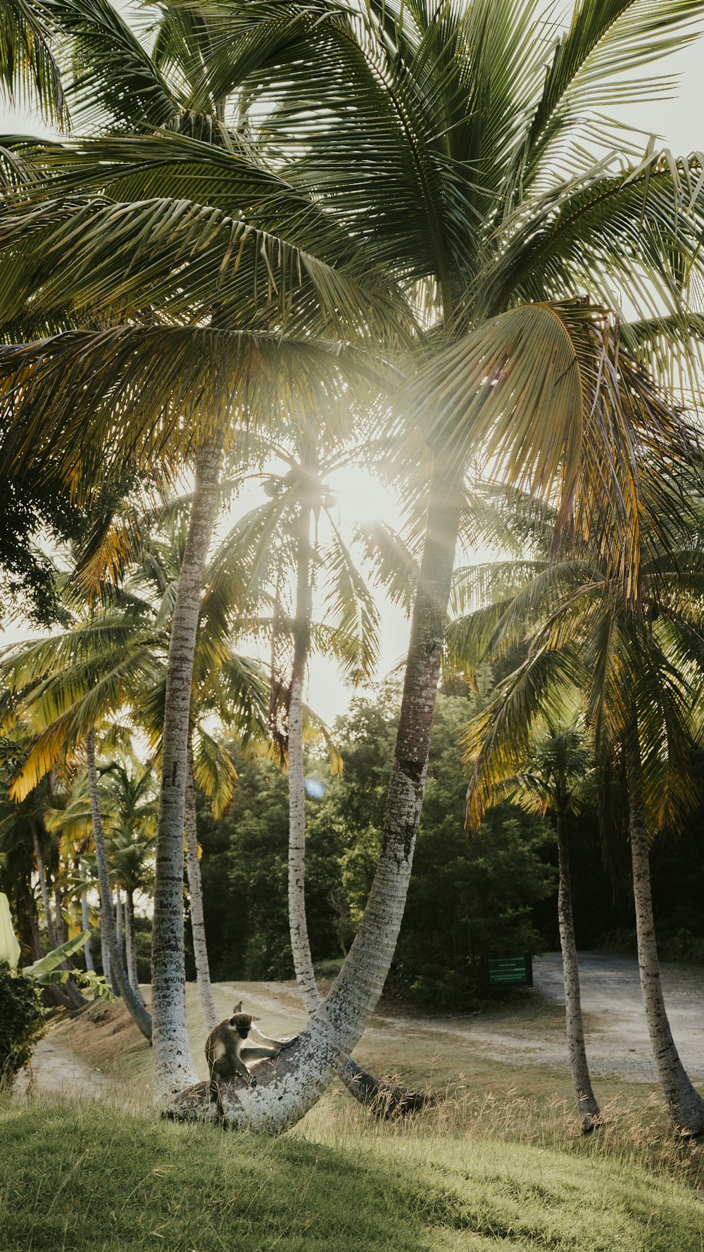 a man sitting in a hammock between two palm trees