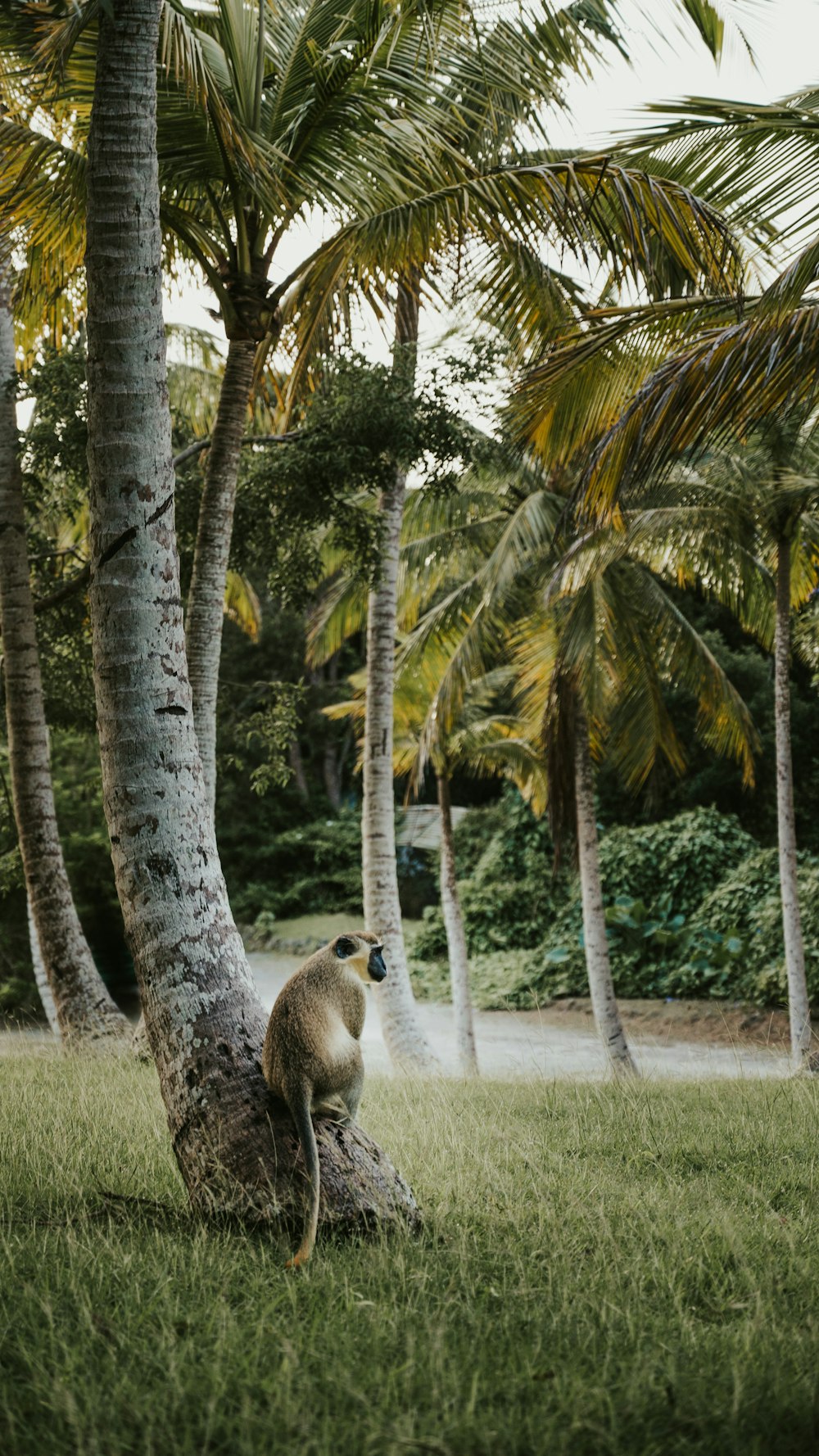 a monkey is sitting on a tree trunk