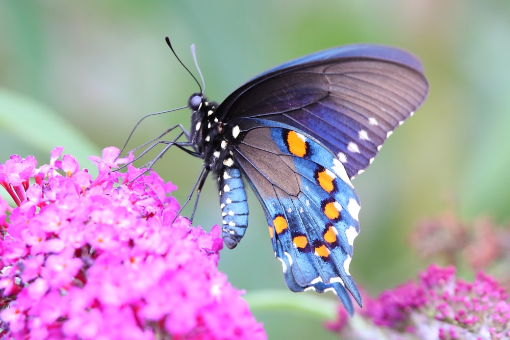 a blue and orange butterfly sitting on a pink flower