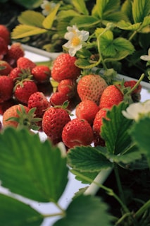 Lush red strawberries are nestled among bright green leaves and small white flowers, suggesting a fresh and vibrant garden setting.