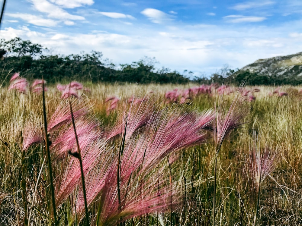 a field of tall grass with a blue sky in the background