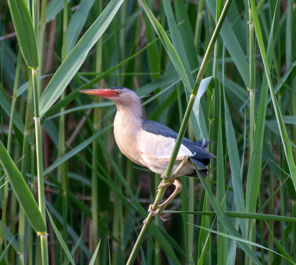 a bird is sitting on a branch in the tall grass