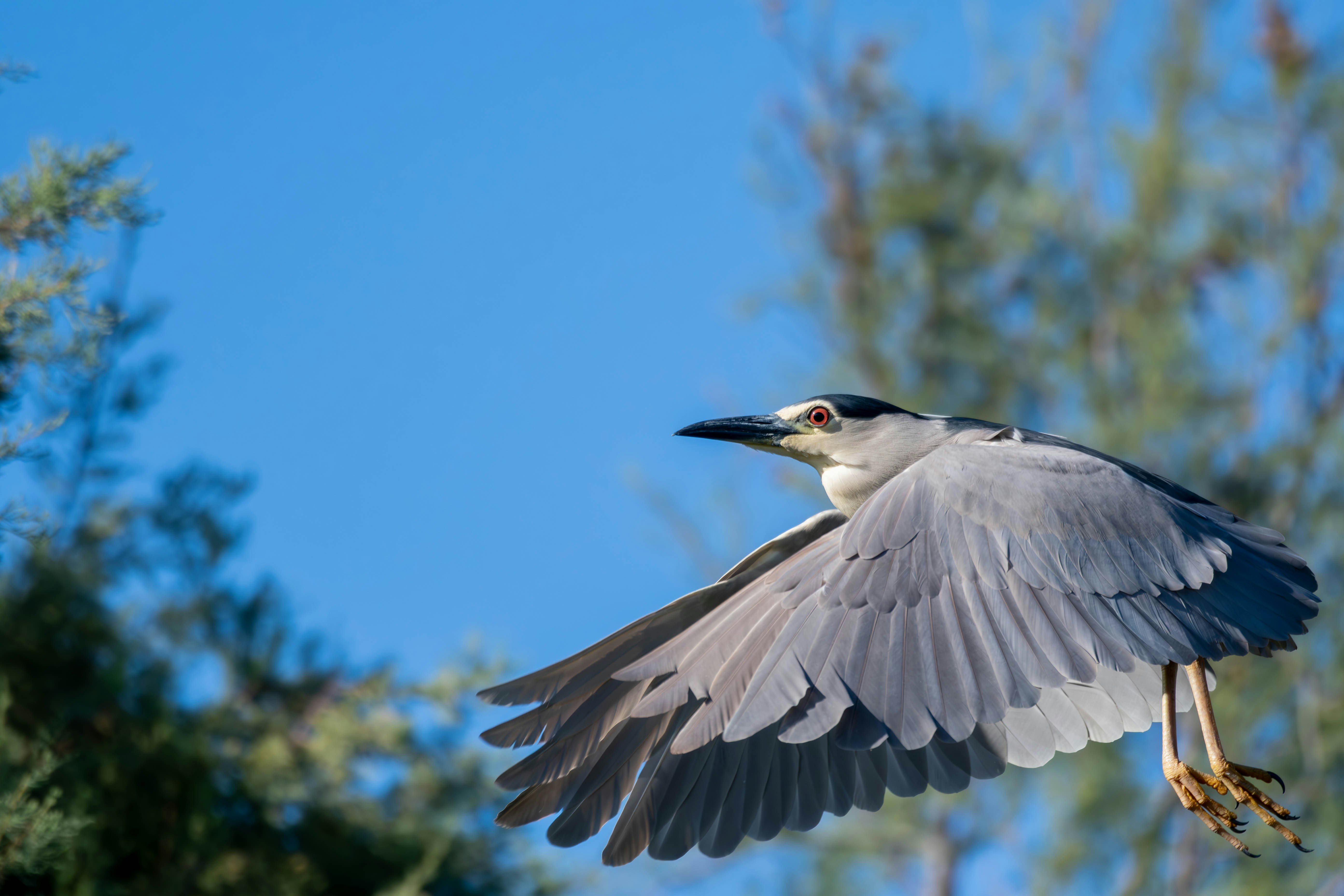 a large bird flying through a blue sky