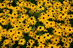 Mustard Floral Lawn