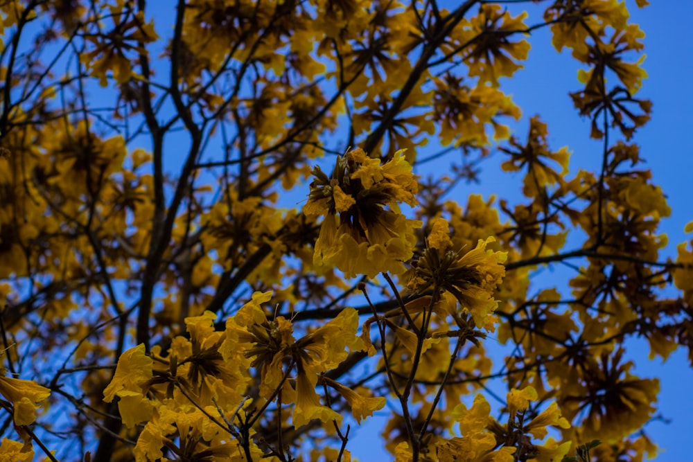 a close up of a tree with yellow flowers