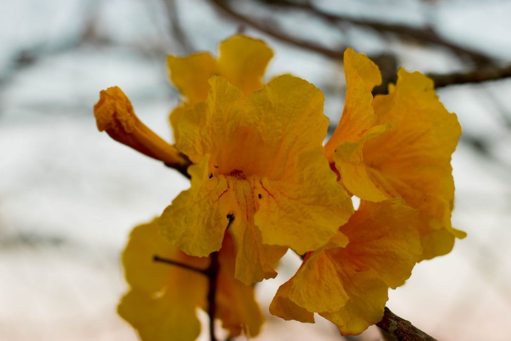 a close up of a yellow flower on a tree