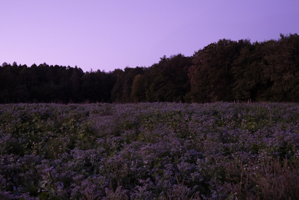 a field full of purple flowers with trees in the background