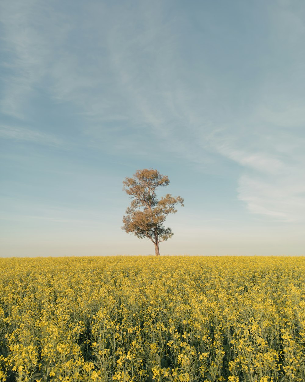 a lone tree in a field of yellow flowers