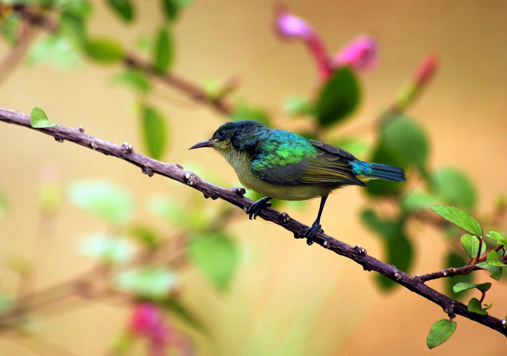 un piccolo uccello seduto su un ramo di un albero