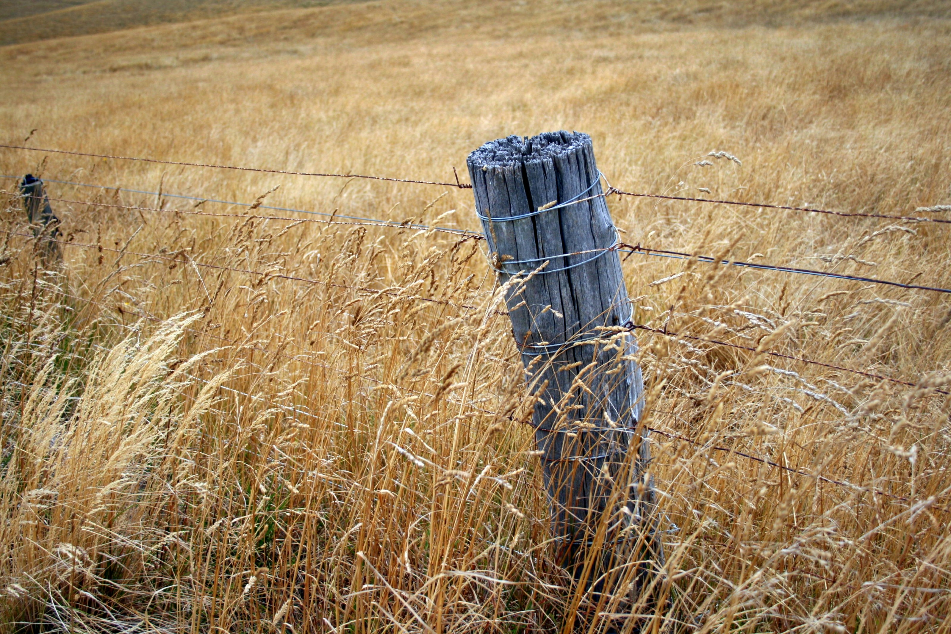 a barbed wire fence in a field of tall grass