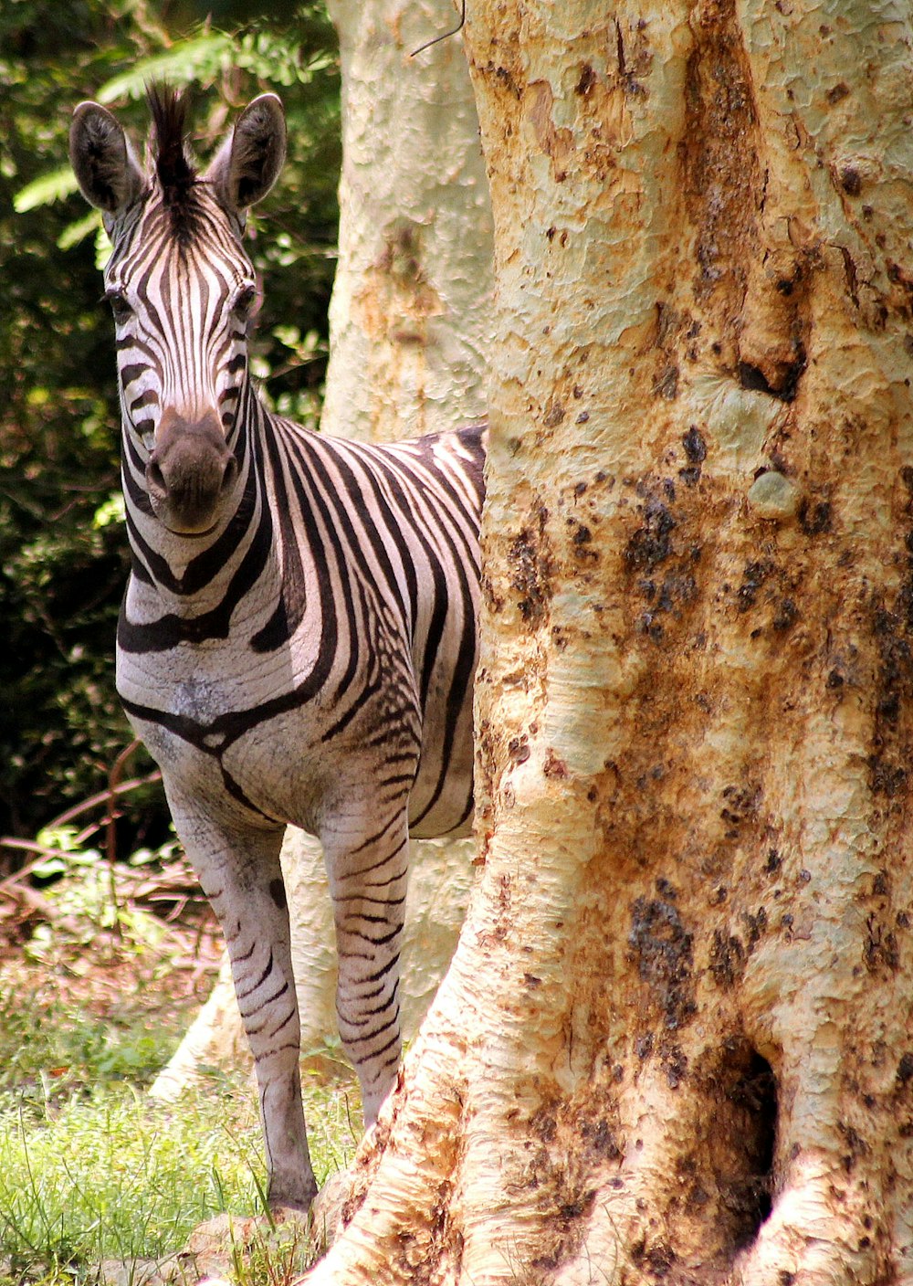 a zebra standing next to a tree in a forest