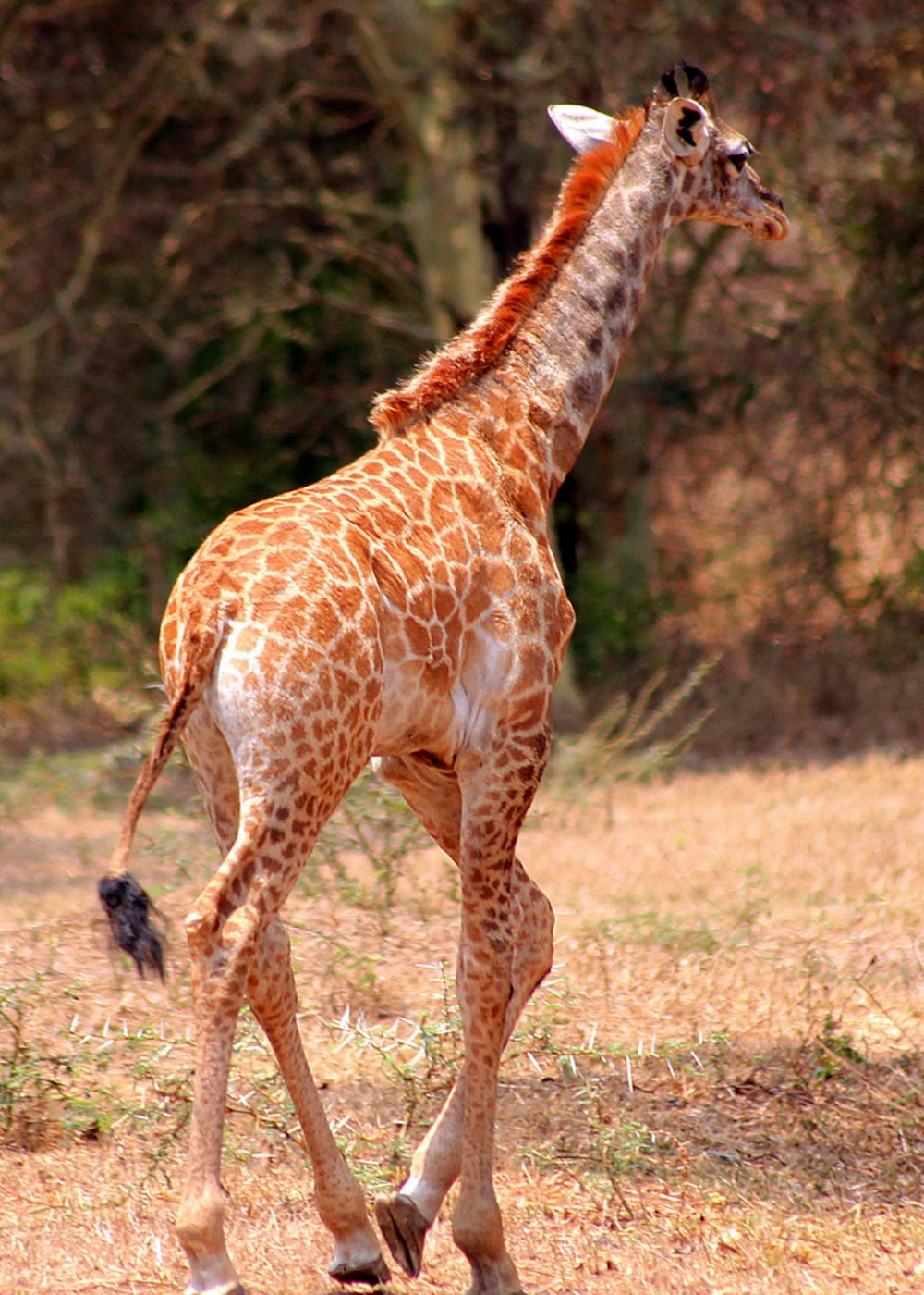 a giraffe walking across a dry grass covered field