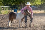 A person wearing a cowboy hat and striped shirt is standing outside on a dirt ground, holding a small pony by the bridle. The pony has a brown and white coat and is adorned with a turquoise halter. The background features a fence, trees, and a blurred structure in the distance, creating a rural setting.