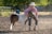 A person wearing a cowboy hat and striped shirt is standing outside on a dirt ground, holding a small pony by the bridle. The pony has a brown and white coat and is adorned with a turquoise halter. The background features a fence, trees, and a blurred structure in the distance, creating a rural setting.