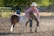 A person wearing a cowboy hat and striped shirt is standing outside on a dirt ground, holding a small pony by the bridle. The pony has a brown and white coat and is adorned with a turquoise halter. The background features a fence, trees, and a blurred structure in the distance, creating a rural setting.