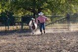 A young person in a cowboy hat and boots is leading a small, white and brown horse on a rope in a dusty paddock. The background features a tall metal fence and lush green trees, with sunlight filtering through the branches.