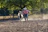 A joyful child grooming a pony under the warm sunlight in a green paddock.