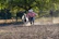 Youth rider gently guiding a half Arabian horse through a graceful trot.