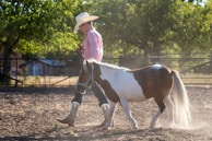 A person wearing a cowboy hat and striped shirt is leading a small horse with a brown and white coat in a sunlit outdoor area. The background includes a metal fence and trees, with a barn visible in the distance.