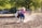 In a dusty outdoor setting, a young person wearing a cowboy hat, a striped shirt, blue jeans, and boots is seen leading a small horse by the reins. The person is leaning back, creating a sense of motion and action.