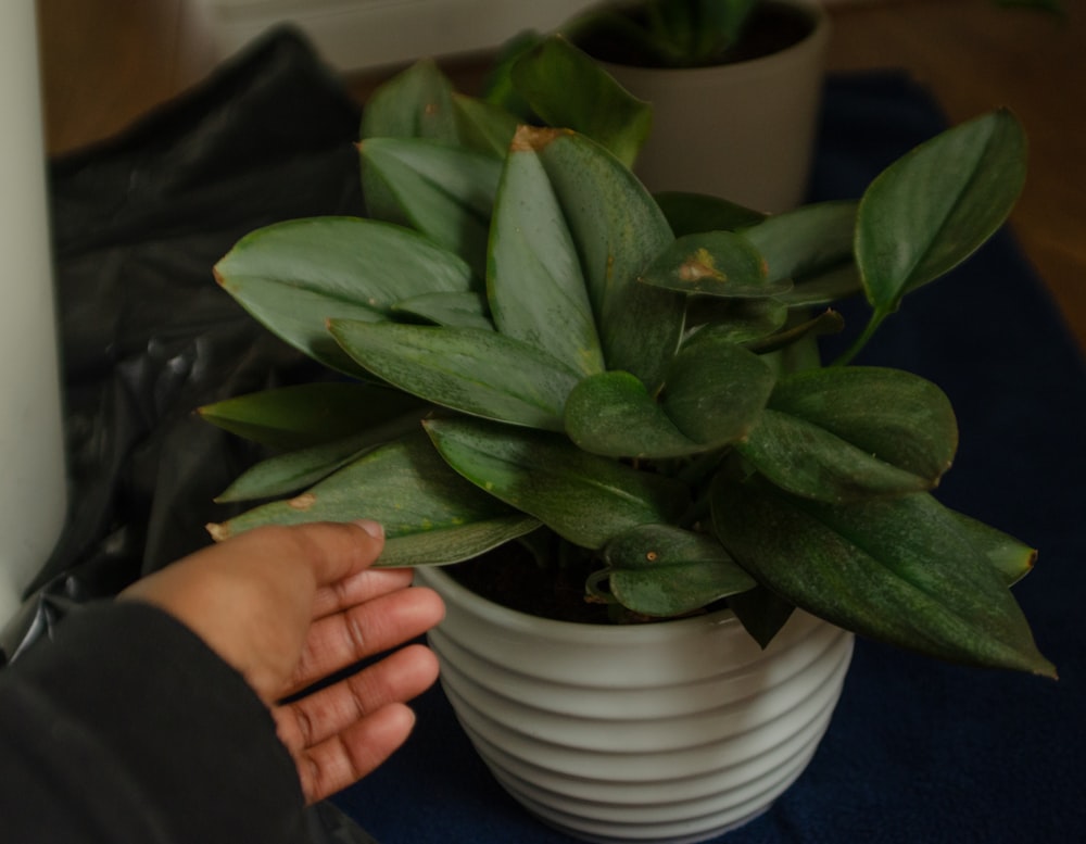 a person holding a potted plant on a table