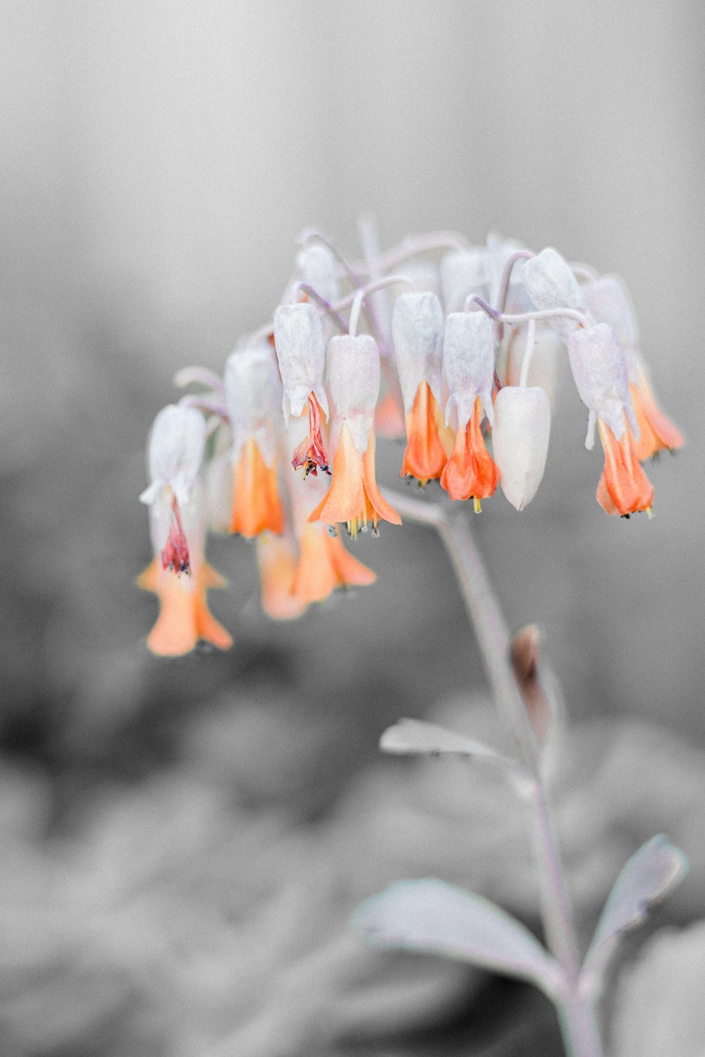 a close up of a flower with a blurry background