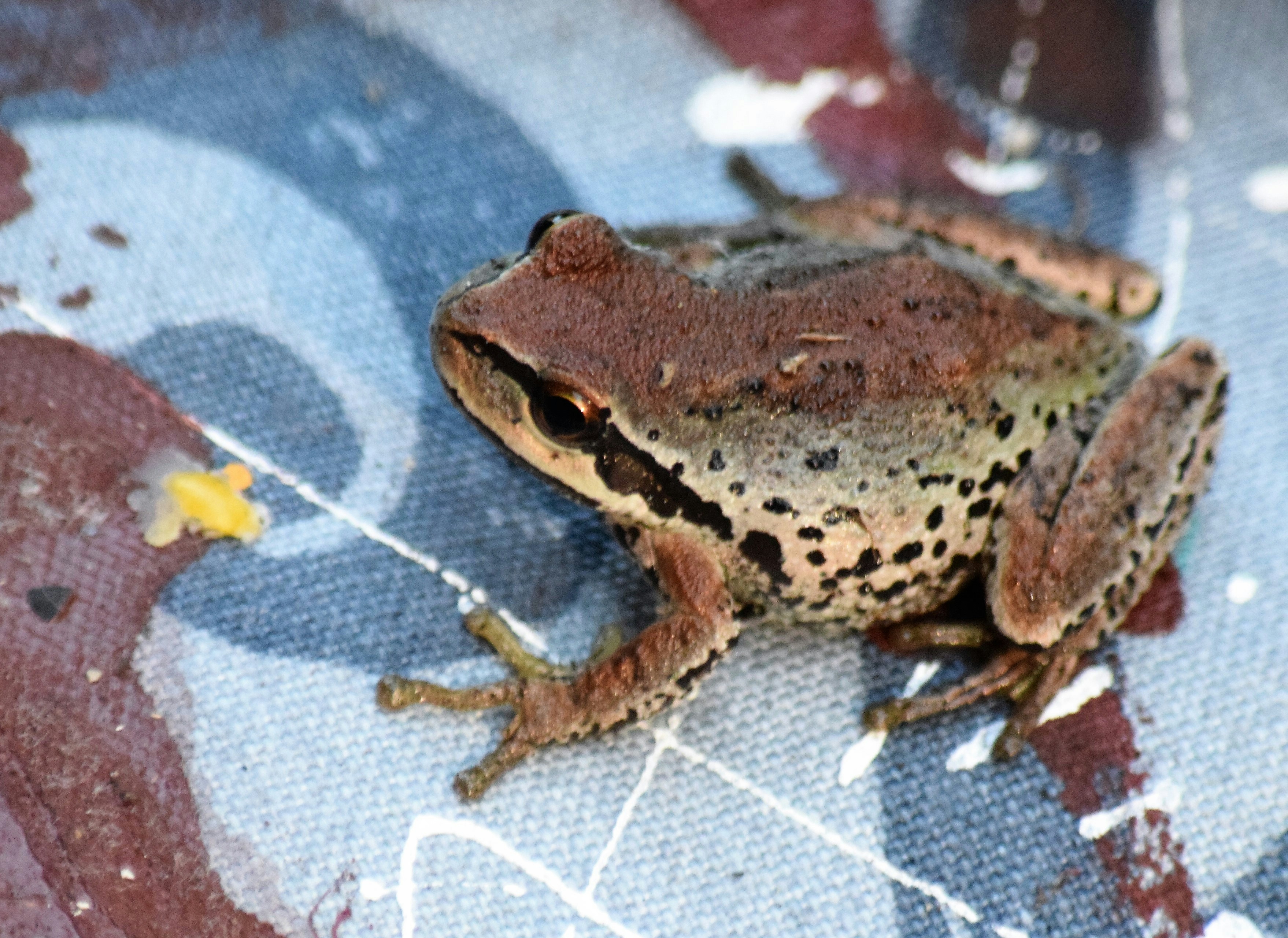 seekor katak duduk di atas selembar kain