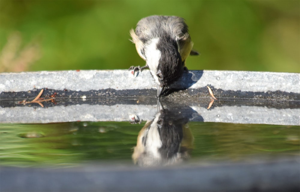 un uccello che beve acqua da un bagno per uccelli