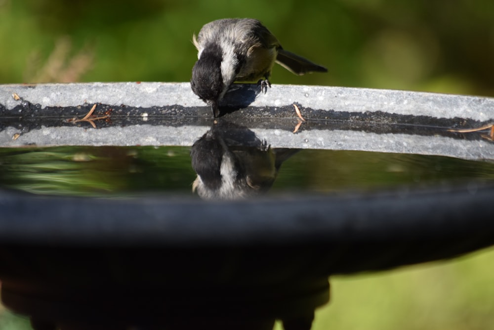 a small bird drinking water from a bird bath