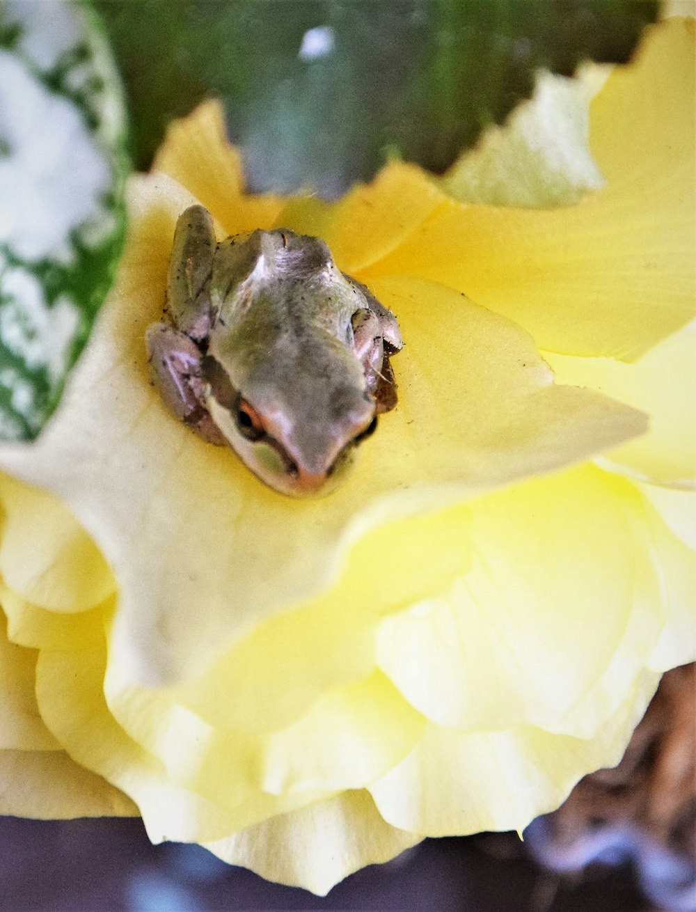 a frog sitting on top of a yellow flower