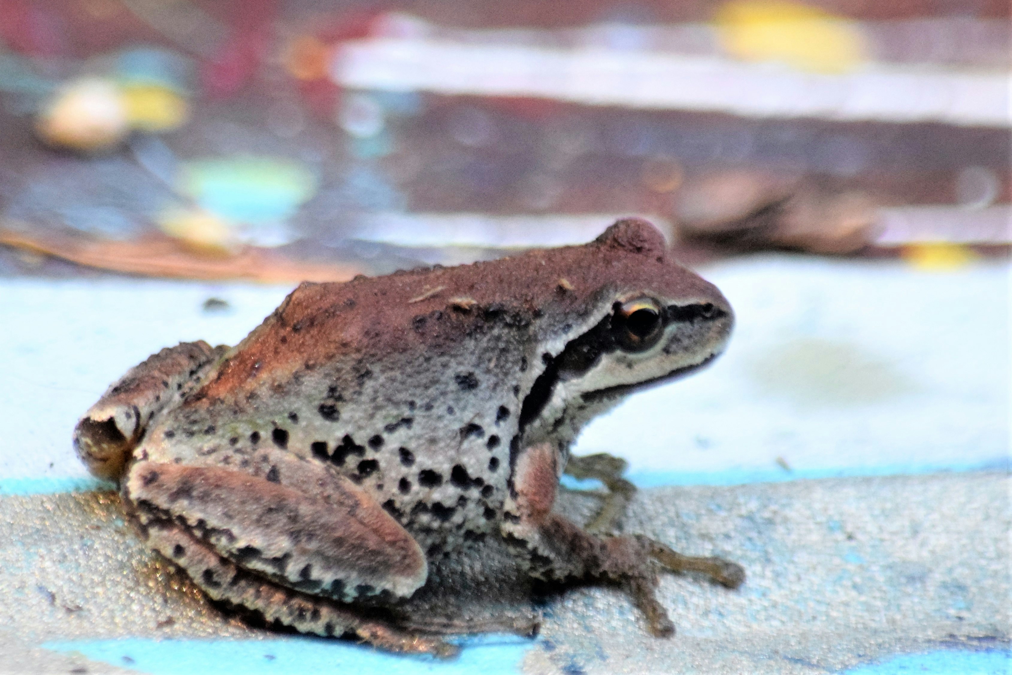 seekor katak duduk di tanah di depan jendela