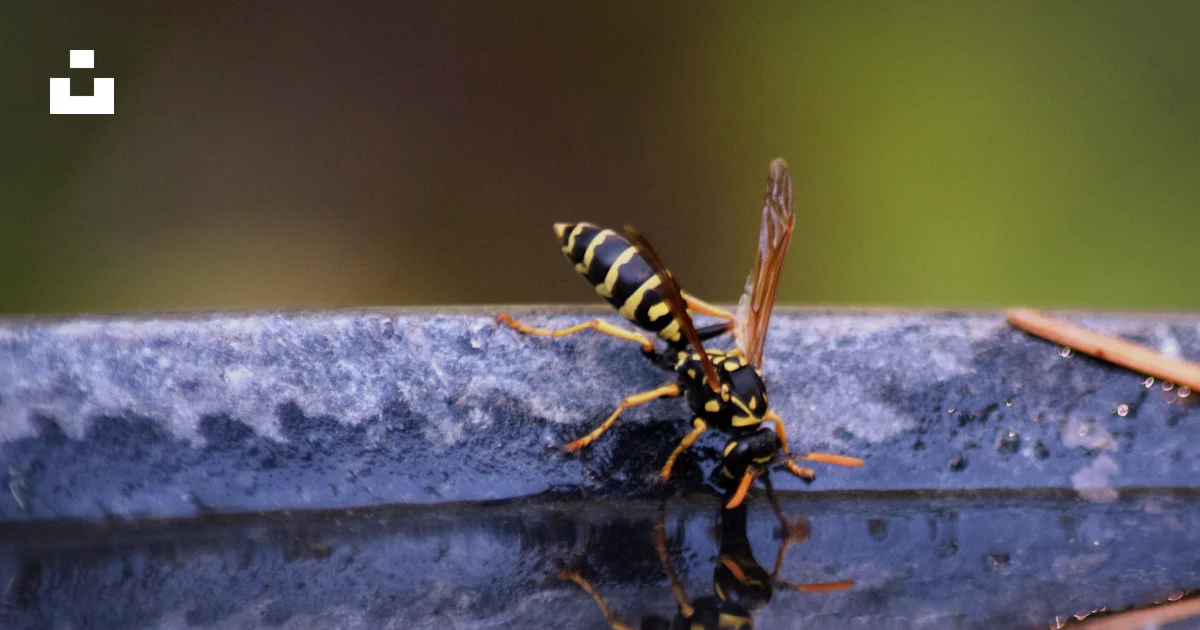 Puddle Insect A couple of bugs sitting on top of a puddle of water photo – Free ...